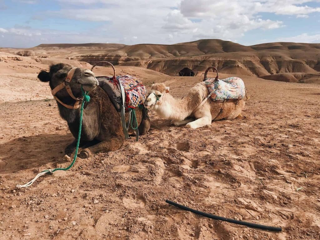 Circuits au désert du Maroc​